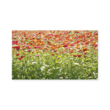 Flores Coloridas de Primavera