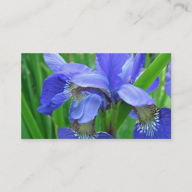 Cartão De Visita flores da íris azul (Frente)
