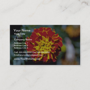 Cartão De Visita Flores vermelhas e amarelas do cravo-de-defunto
