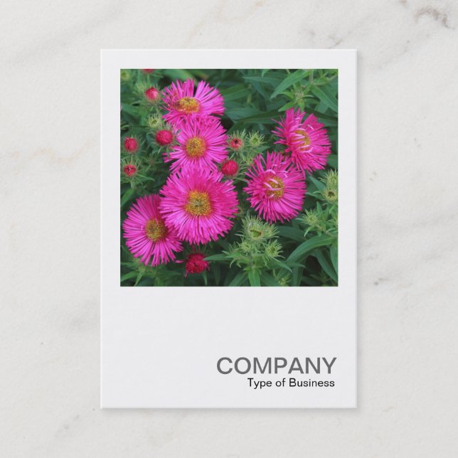 Cartão De Visita Foto ao quadrado 0492 - Michaelmas Daisies (Frente)