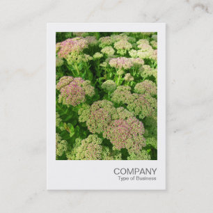 Cartão De Visita Foto Instantânea 033 - Sedum