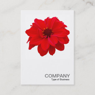 Cartão De Visita Foto quadrada 0160 - Dahlia, Bispo de Llandaff