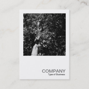 Cartão De Visita Foto Quadrada 0170 - London Plane Tree