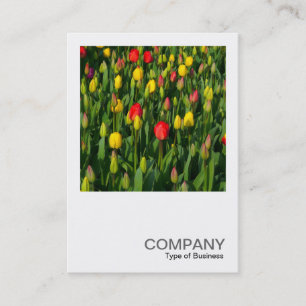 Cartão De Visita Foto Quadrada 0202 - Tulipas Coloridas