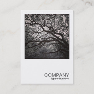 Cartão De Visita Foto quadrada 0462 - Magnolia Tree in Blossom 01