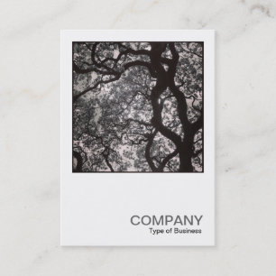 Cartão De Visita Foto quadrada 0463 - Magnolia Tree in Blossom