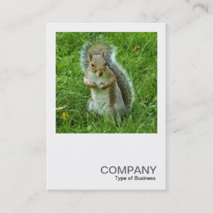 Cartão De Visita Foto Quadrada 0553 - Esquilo de Cinzas