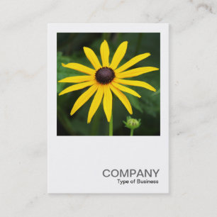 Cartão De Visita Foto Quadrada 0587 - Rudbeckia hirta