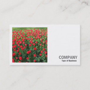 Cartão De Visita Foto Quadrada (v2) - Cama de Tulipas Vermelhas 01