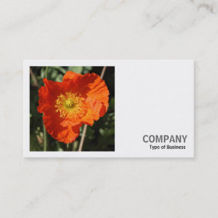 Cartão De Visita Foto Quadrada (v2) - Welsh Poppy (Orange)