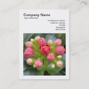 Cartão De Visita Foto Quadrada (v3) - Buds Kalanchoe