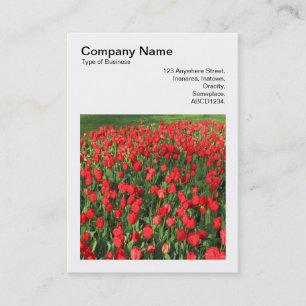Cartão De Visita Foto Quadrada (v3) - Cama de Tulipas Vermelhas 02