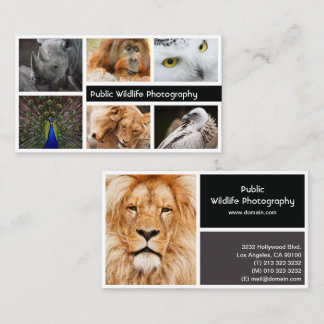 Cartão De Visita Fotografia Fotografia Fotografia