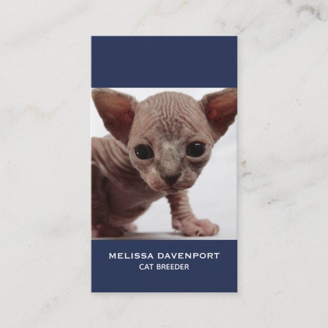 Cartão De Visita Gatinho esfínctico sem osso, gordo e fresco (Frente)