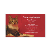 Gato no fundo vermelho