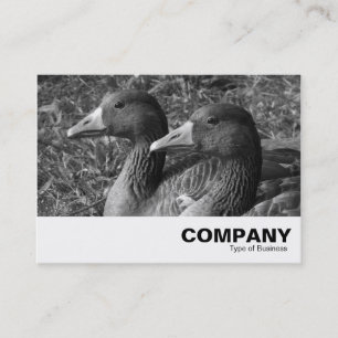 Cartão De Visita Greylag Geese B&W