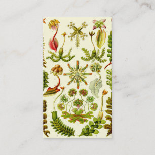 Cartão De Visita Hepaticae de Ernst Haeckel
