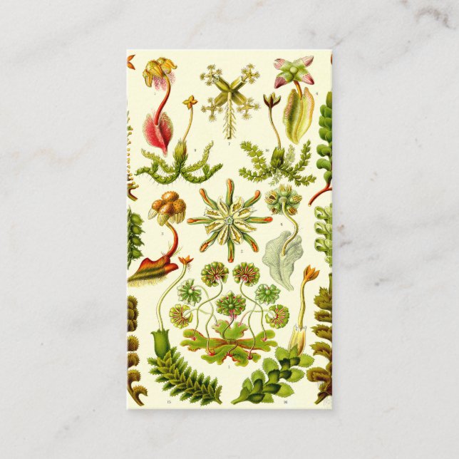 Cartão De Visita Hepaticae de Ernst Haeckel (Frente)