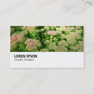 Cartão De Visita Hi-Phi - 0244 - Sedum "Autumn Joy"