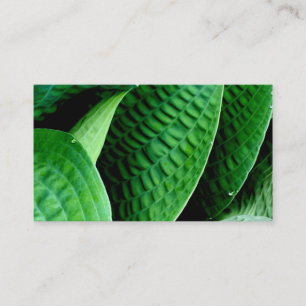 Cartão De Visita Hosta Leaves