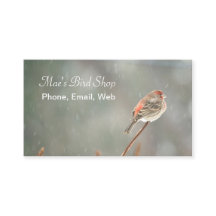 House Finch em uma filial