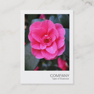 Cartão De Visita Instant Photo 067 - Pink Camellia