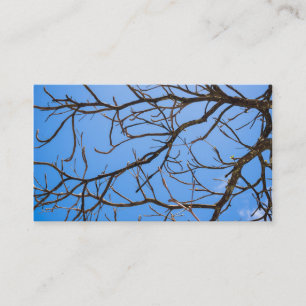 Cartão De Visita Intricate Bare Branches Silhouette Against Vivid B