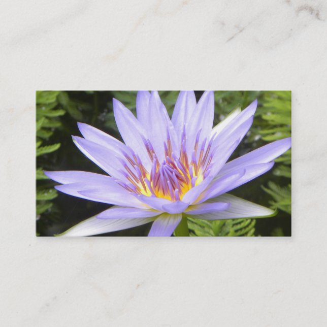 Cartão De Visita Lotus roxo (Frente)