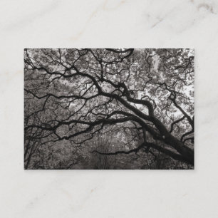 Cartão De Visita Magnolia Tree in Blossom 01