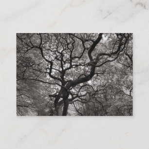 Cartão De Visita Magnolia Tree in Blossom 03