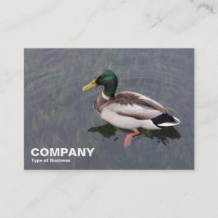 Cartão De Visita Mallard Duck
