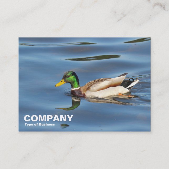 Cartão De Visita Mallard Duck (Frente)