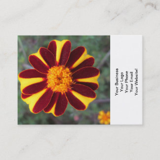 Cartão De Visita Marigold Velvet Rich Red Yellow Flor