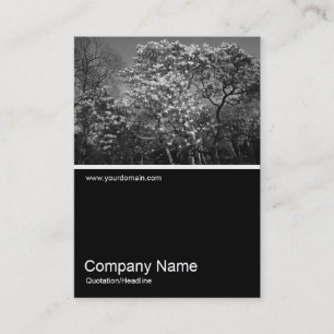 Cartão De Visita Meia e meia foto 0314 - Magnolia Tree in Blossom