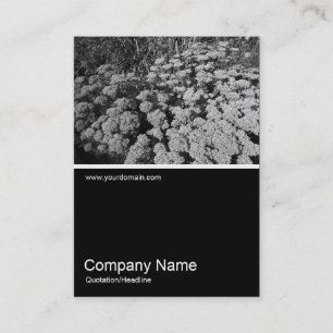 Cartão De Visita Meia Foto 0234 - Sedum "Autumn Joy"