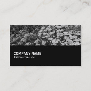 Cartão De Visita Meio caminho 079 - Sedum "Alegria de outono"