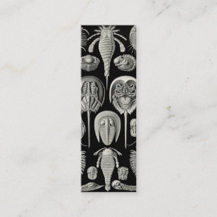 Cartão De Visita Mini Ernst Haeckel Aspidonia