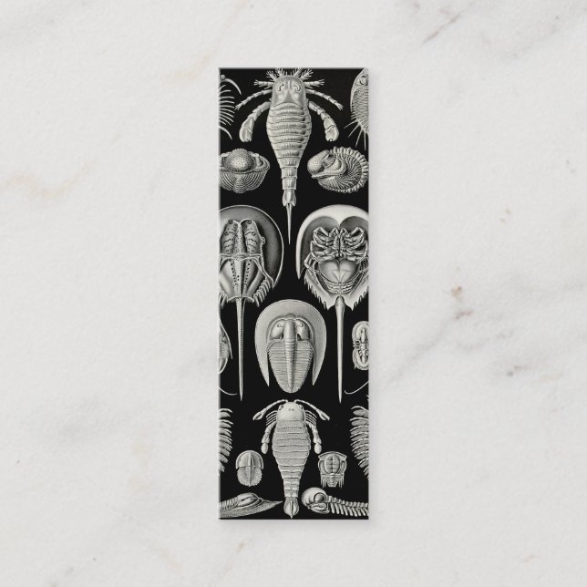 Cartão De Visita Mini Ernst Haeckel Aspidonia (Frente)