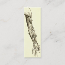 Cartão De Visita Mini Músculos da anatomia | do vintage do braço (cerca