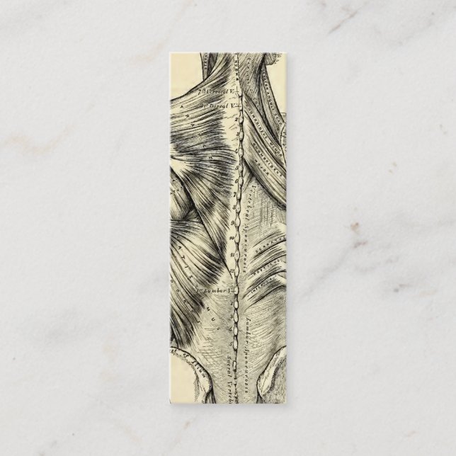 Cartão De Visita Mini Músculos traseiros da arte humana da anatomia (Frente)