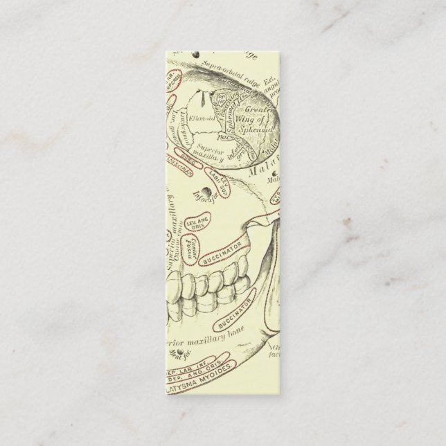 Cartão De Visita Mini Segmento humano do crânio de Anterolateral da (Frente)