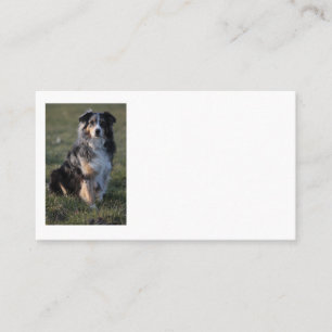 Cartão De Visita Miniature American Shepherd Blue Merle Sentado