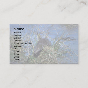 Cartão De Visita Mink descansando sobre uma meia de pastagem em pâ