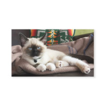 Modelo de Fotografia Glamorous Kitten Pet Service