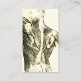 Cartão De Visita Músculos traseiros da anatomia | do vintage (cerca