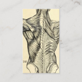 Cartão De Visita Músculos traseiros da arte humana da anatomia