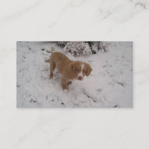 Cartão De Visita Nova_Scotia_Duck-Tolling_Retriever pup na neve