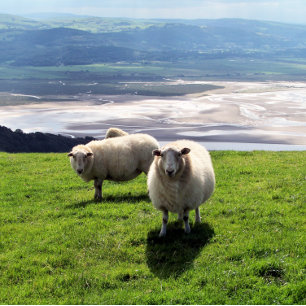 CARTÃO DE VISITA OVINO DE MONTANHA DE WELSH