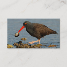 Cartão De Visita Oystercatcher Preto com Clam