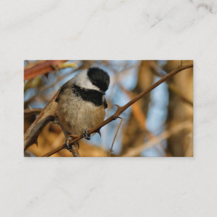 Cartão De Visita Pássaro Chickadee Bonito Esperançoso De Capas Negr